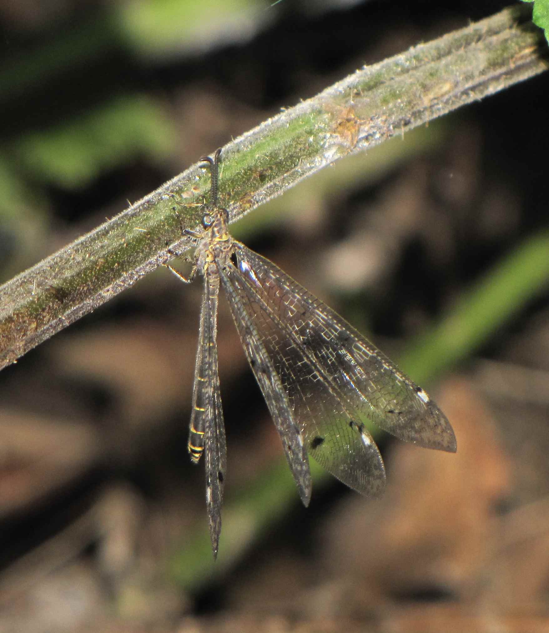 Distoleon tetragrammicus